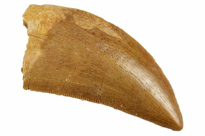 Serrated, Juvenile Carcharodontosaurus Tooth #192651